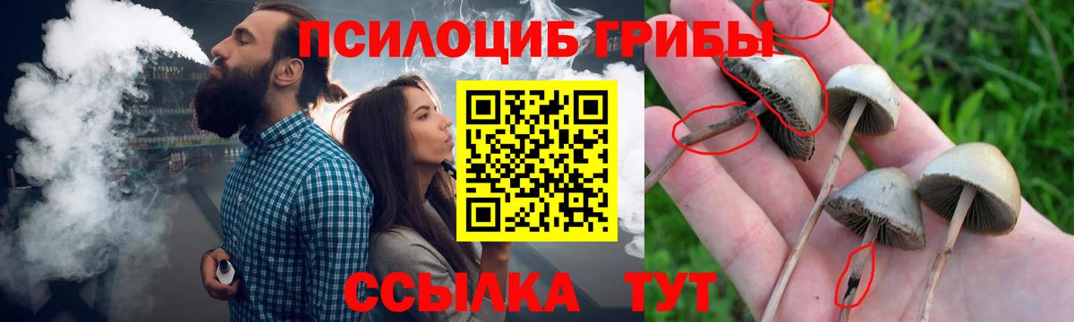 Волхов  Псилоцибиновые грибы Cubensis  Вход с VPN  Галлюциногенные грибы прущие грибы 